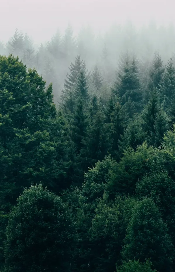 Forest landscape for Marca Austral